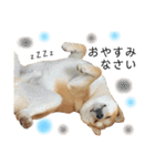 実写柴犬もふもふ（個別スタンプ：4）