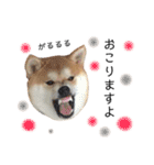 実写柴犬もふもふ（個別スタンプ：5）