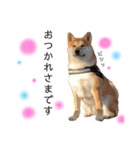 実写柴犬もふもふ（個別スタンプ：6）