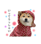 実写柴犬もふもふ（個別スタンプ：7）