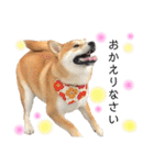 実写柴犬もふもふ（個別スタンプ：8）