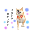 実写柴犬もふもふ（個別スタンプ：9）