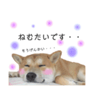実写柴犬もふもふ（個別スタンプ：10）