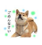 実写柴犬もふもふ（個別スタンプ：11）
