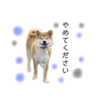 実写柴犬もふもふ（個別スタンプ：12）