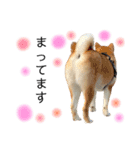 実写柴犬もふもふ（個別スタンプ：13）