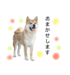 実写柴犬もふもふ（個別スタンプ：14）