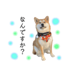 実写柴犬もふもふ（個別スタンプ：15）