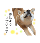 実写柴犬もふもふ（個別スタンプ：16）
