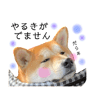 実写柴犬もふもふ（個別スタンプ：17）