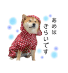 実写柴犬もふもふ（個別スタンプ：18）