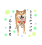 実写柴犬もふもふ（個別スタンプ：19）