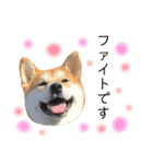 実写柴犬もふもふ（個別スタンプ：20）