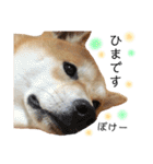 実写柴犬もふもふ（個別スタンプ：21）