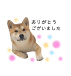 実写柴犬もふもふ（個別スタンプ：22）