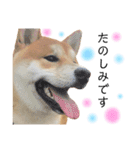実写柴犬もふもふ（個別スタンプ：23）