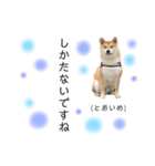 実写柴犬もふもふ（個別スタンプ：24）