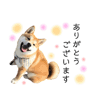 実写柴犬もふもふ（個別スタンプ：25）