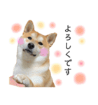 実写柴犬もふもふ（個別スタンプ：26）