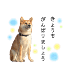 実写柴犬もふもふ（個別スタンプ：27）