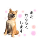 実写柴犬もふもふ（個別スタンプ：28）
