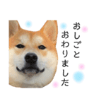 実写柴犬もふもふ（個別スタンプ：29）