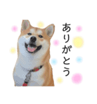 実写柴犬もふもふ（個別スタンプ：30）