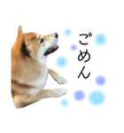 実写柴犬もふもふ（個別スタンプ：31）