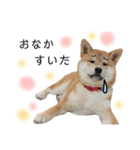 実写柴犬もふもふ（個別スタンプ：32）
