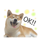 実写柴犬もふもふ（個別スタンプ：33）