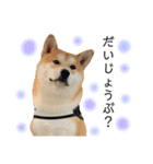 実写柴犬もふもふ（個別スタンプ：34）