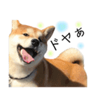 実写柴犬もふもふ（個別スタンプ：35）