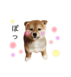 実写柴犬もふもふ（個別スタンプ：36）