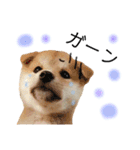 実写柴犬もふもふ（個別スタンプ：37）