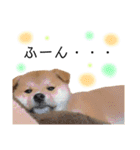 実写柴犬もふもふ（個別スタンプ：38）