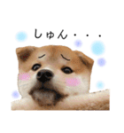 実写柴犬もふもふ（個別スタンプ：39）