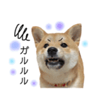 実写柴犬もふもふ（個別スタンプ：40）