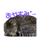 我が家のめんこたん（個別スタンプ：2）
