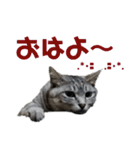 我が家のめんこたん（個別スタンプ：11）