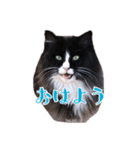 ねこのニャアちゃん（個別スタンプ：1）