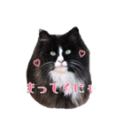 ねこのニャアちゃん（個別スタンプ：3）