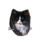 ねこのニャアちゃん（個別スタンプ：4）