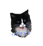 ねこのニャアちゃん（個別スタンプ：5）