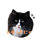 ねこのニャアちゃん（個別スタンプ：6）