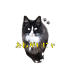 ねこのニャアちゃん（個別スタンプ：7）