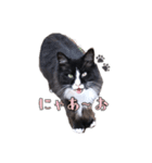 ねこのニャアちゃん（個別スタンプ：8）