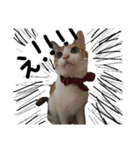 三毛猫かなたの日常（個別スタンプ：1）