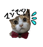 三毛猫かなたの日常（個別スタンプ：3）