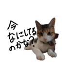 三毛猫かなたの日常（個別スタンプ：4）