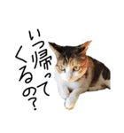 三毛猫かなたの日常（個別スタンプ：5）